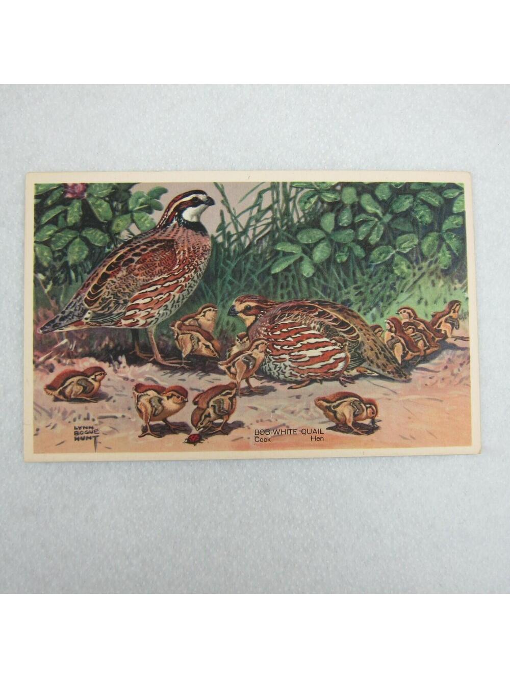 Vintage 1939 National Wildlife Bird Postcards Lot 3 Ruffed Grouse Woodcock Quail - Picture 7 of 12